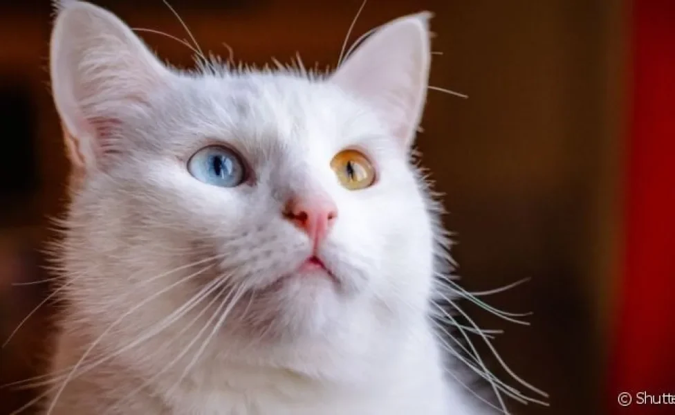 Gato branco é delicado, elegante e muito carinhoso! Saiba mais sobre essa cor de gato!