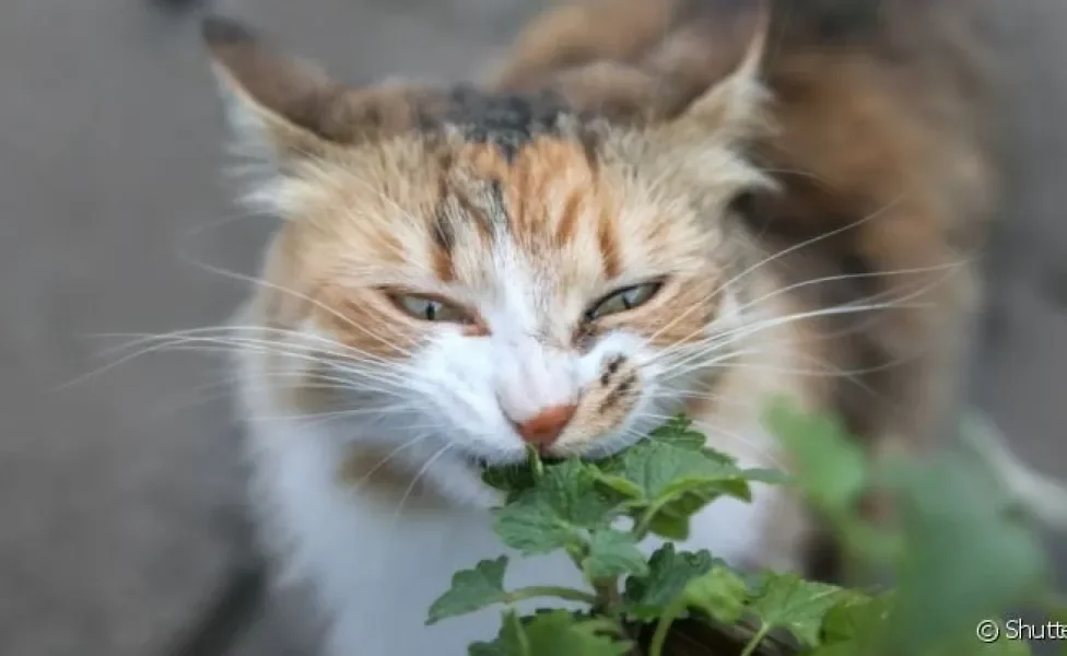  A erva para gato é só uma das várias plantinhas que os pets podem comer