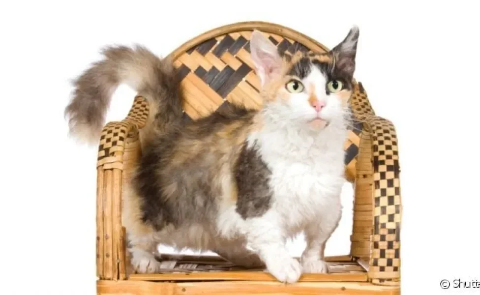  O Skookum é um raro gatinho de pequeno porte
