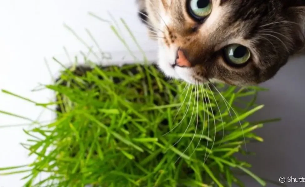 A grama para gatos com milho de pipoca é a mais fácil de cultivar.