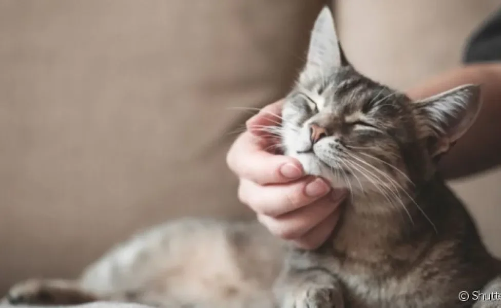 Ouvir um gato ronronando ao receber carinho é muito comum