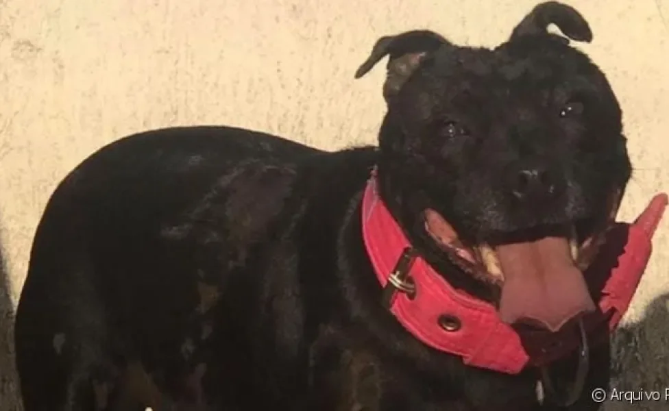  Janaína é uma Staffordshire Bull Terrier que sofreu muito com a violência animal até ser resgatada