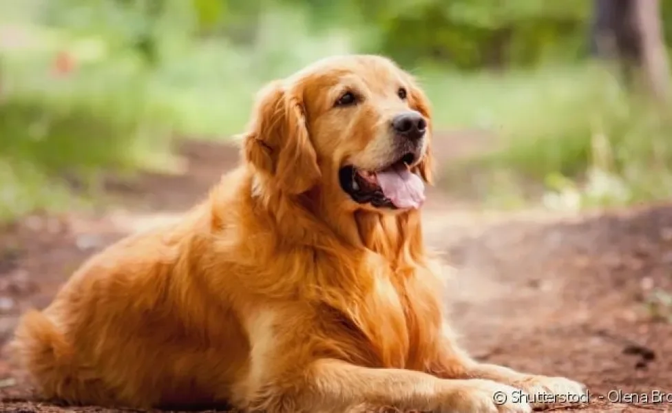 Nomes para cachorro Golden Retriever: características físicas e personalidade do pet são as melhores inspirações!