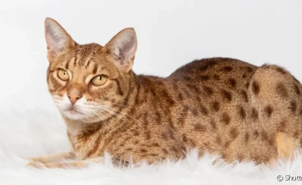 A raça Ocicat foi criada para unir características de gatos domésticos e selvagens