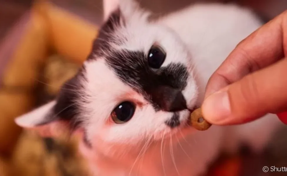 O petisco para limpar dentes de gato traz ótimos benefícios, mas não deve ser oferecido a filhotes