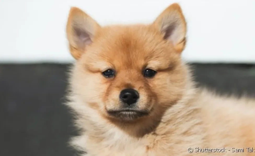  Raça de cachorro que parece uma raposa: confira 7 opções para adotar! 