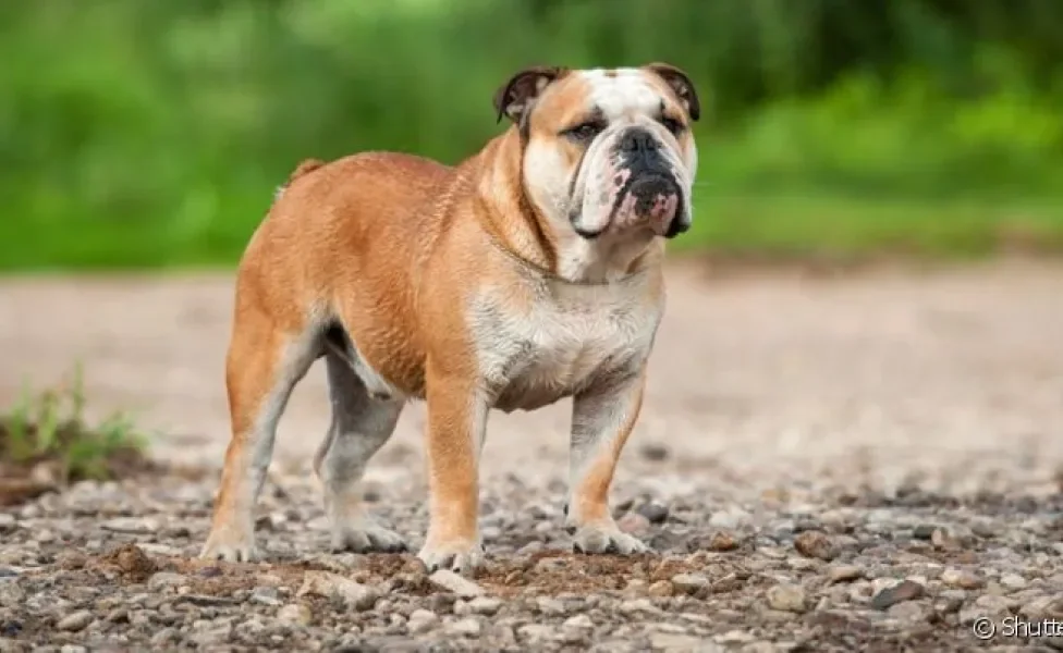 O Bulldog Campeiro é uma raça de cachorro de origem brasileira