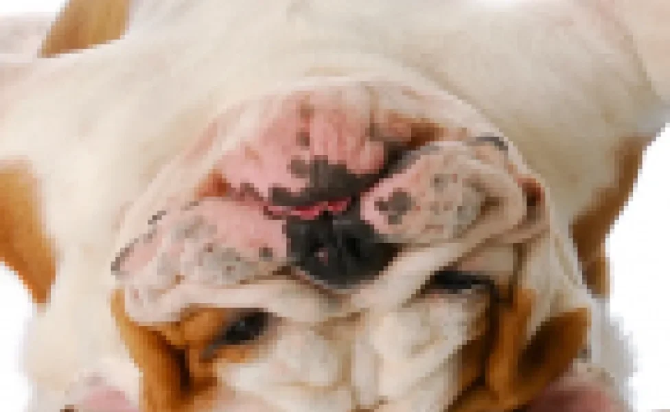O Bulldog Inglês é um cachorro braquicefálico cheio de dobrinhas que é muito companheiro