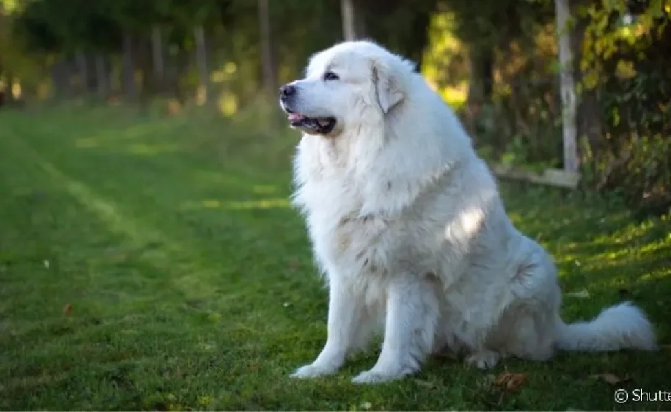 O Cão de Montanha dos Pirenéus é bem grande e tem uma pelagem bastante densa