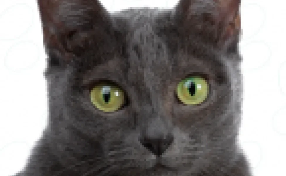 O Korat é um gato cinza de aparência felpuda e olhos claros com muitos atributos