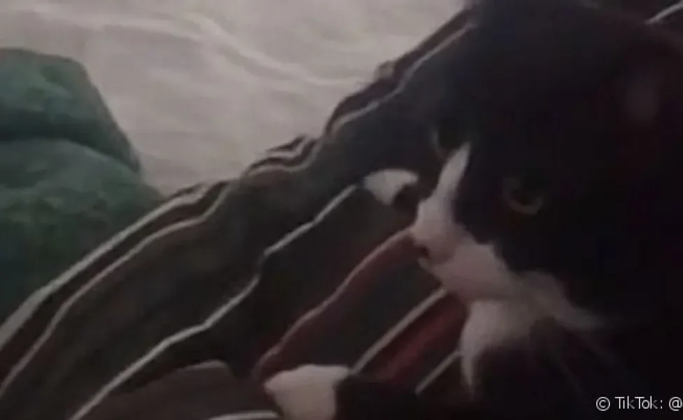 Gato latindo: Ozzy é a prova viva de que felinos não sabem apenas miar...