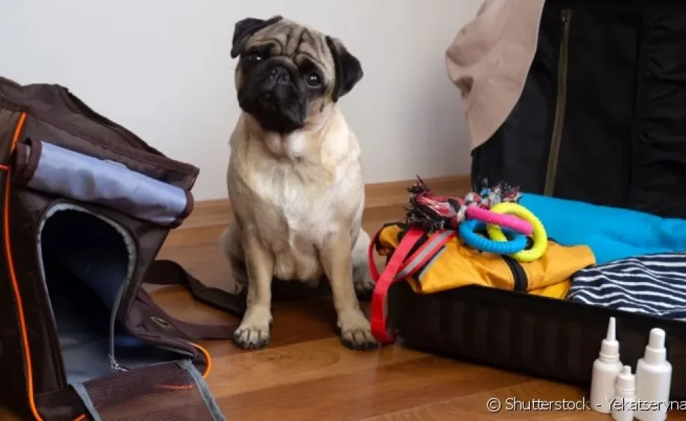 Veja o passo a passo de como preparar seu pet para se hospedar em um hotel para cachorro.