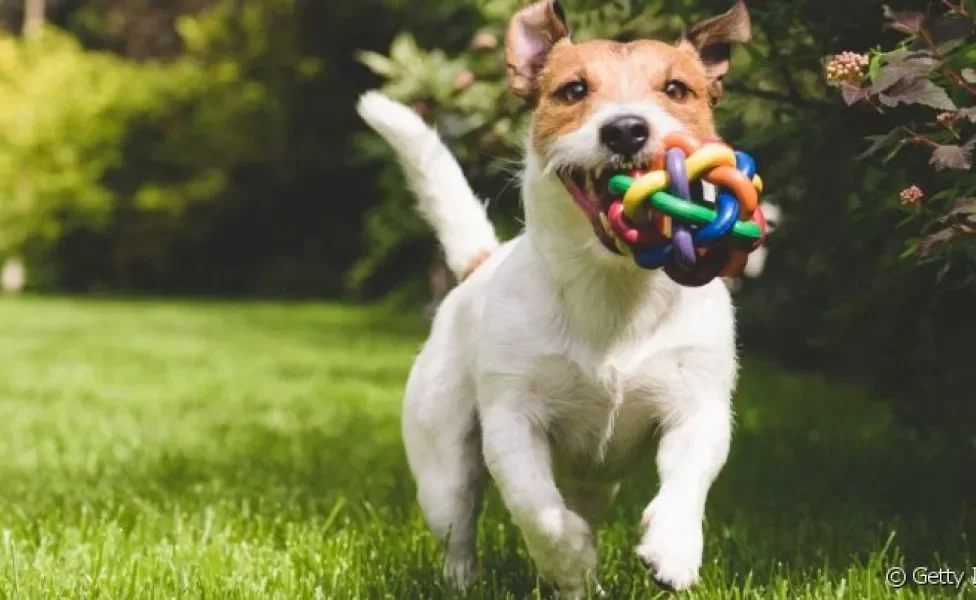 O Jack Russell Terrier precisa de uma rotina intensa de exercícios físicos