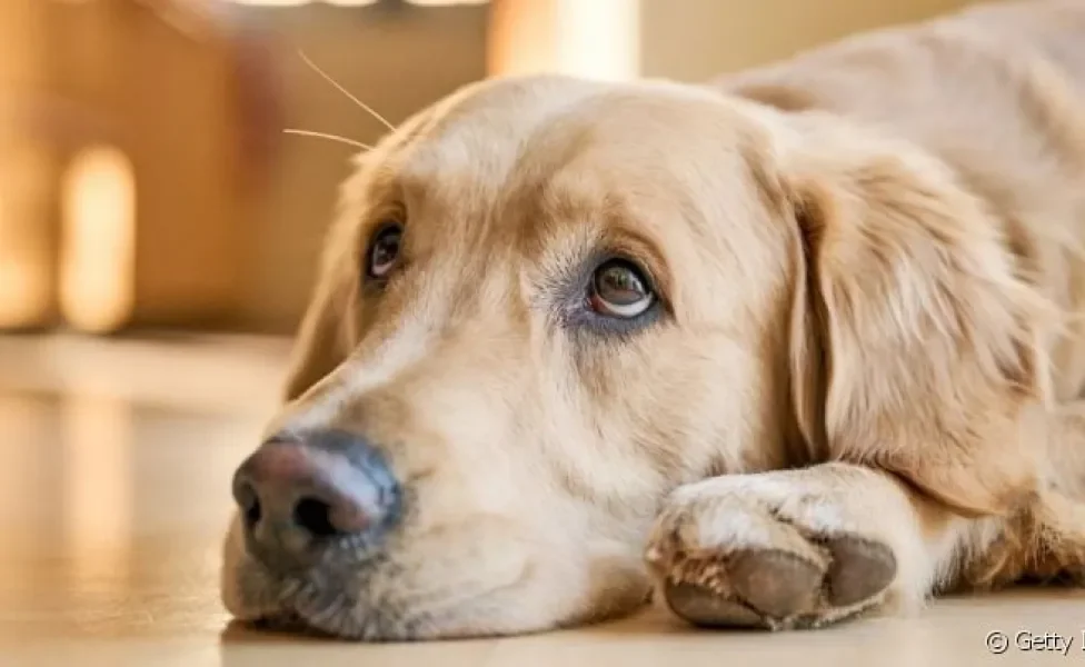  A paralisia de laringe em cães causa diversos desconfortos e a falta de ar é um deles. 