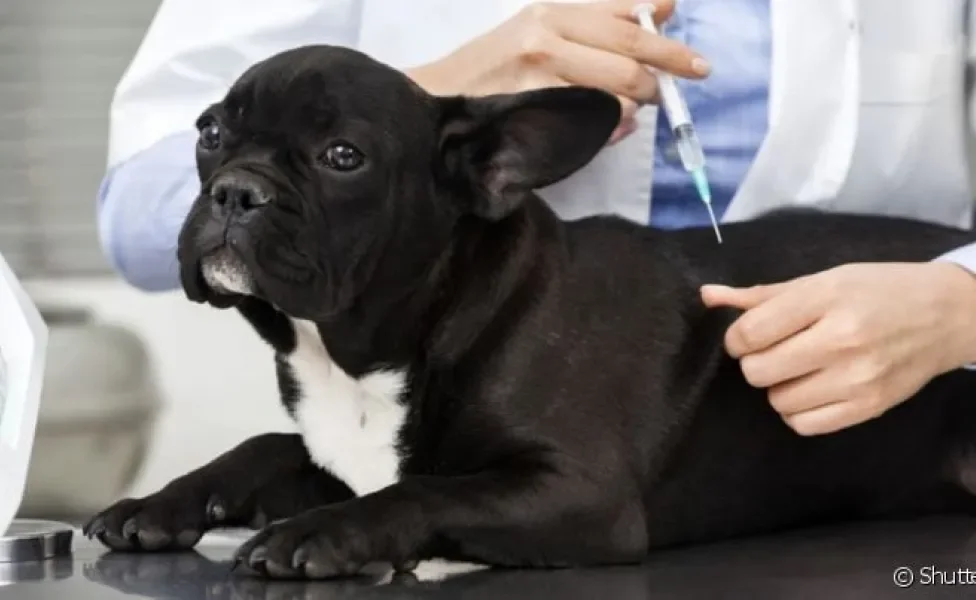 A tabela de vacina para cachorro deve ser seguida à risca para que o pet fique sempre saudável