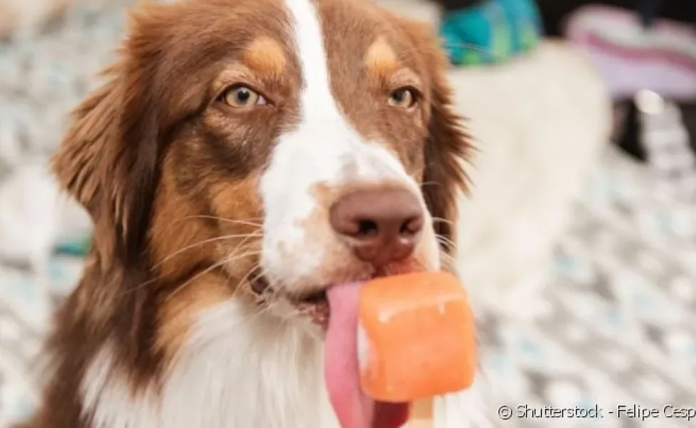 Ingredientes do picolé para cachorro devem ser simples e naturais: frutas e água