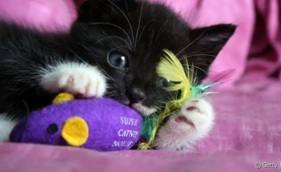 Presente para gato: natal é um bom momento para dar mimos criativos para o seu pet