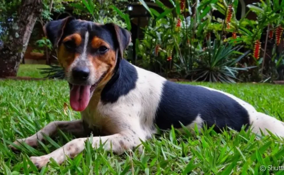  Fox Paulistinha é uma das raças de cachorro brasileiro mais queridinhas do país 