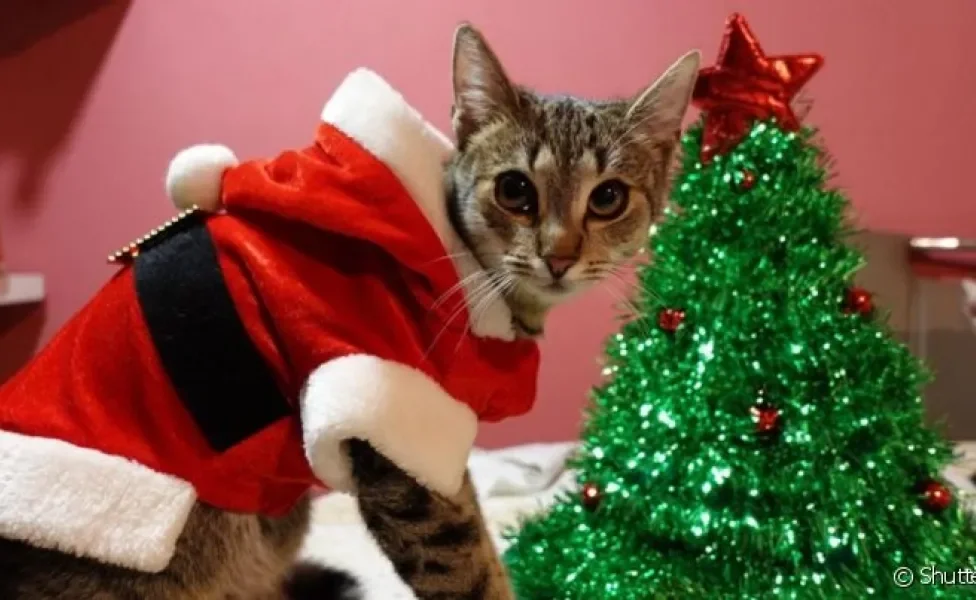 Uma roupa de Natal para gato que nunca falha é a de Papai Noel