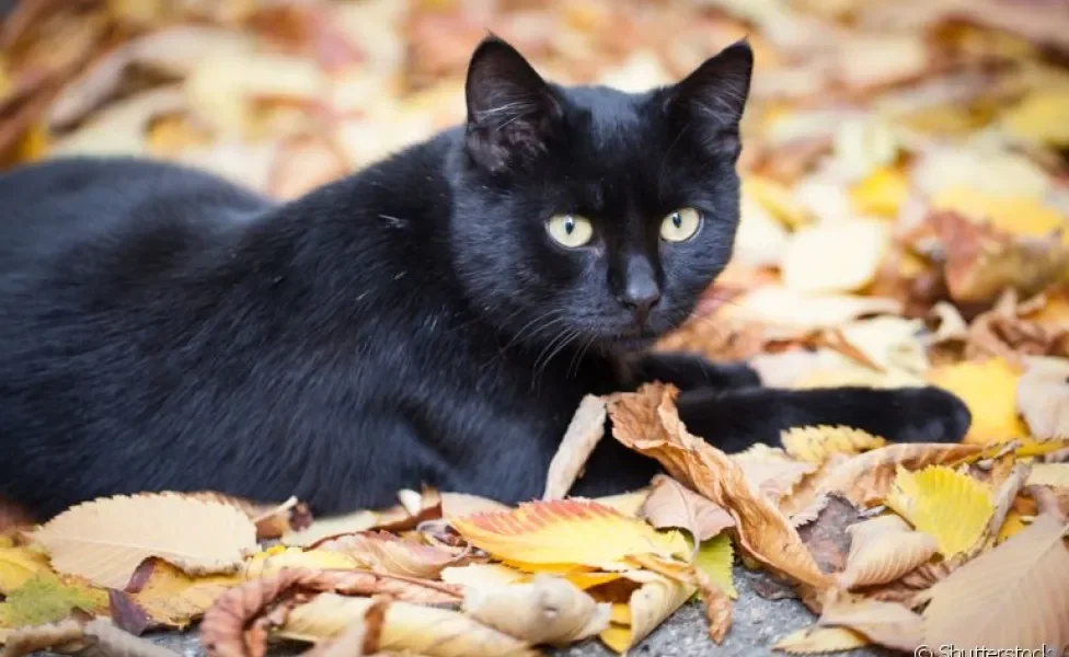 O gato preto pode ser uma verdadeira caixinha de surpresas, mas é sempre um bom amigo