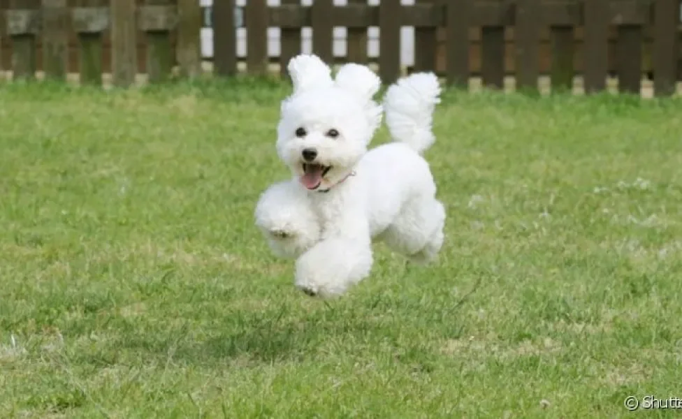  Cachorro que parece urso de pelúcia: Poodle Toy com certeza é um deles!

