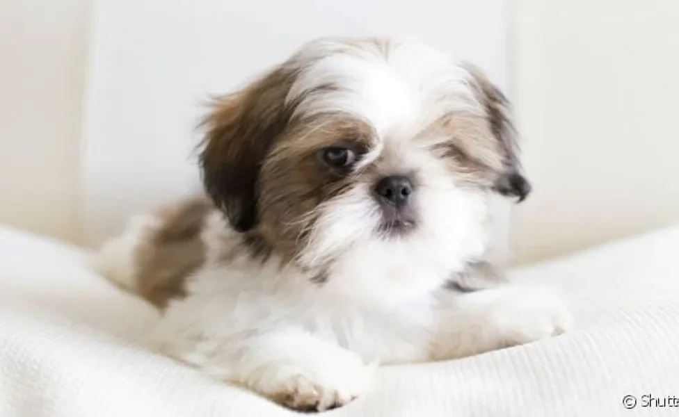 Úlcera de córnea: cachorro da raça Shih Tzu ou Lhasa Apso tem maior predisposição ao problema