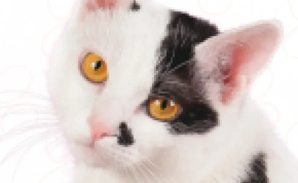 O Bobtail Japonês é um gato com rabo curto encantador e com muitas outras qualidades