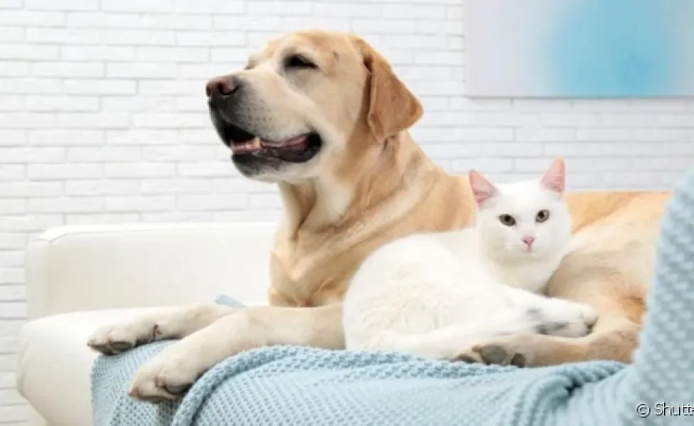 Gato e cachorro dentro de casa não precisa ser sinônimo de bagunça. Veja alguns cuidados!