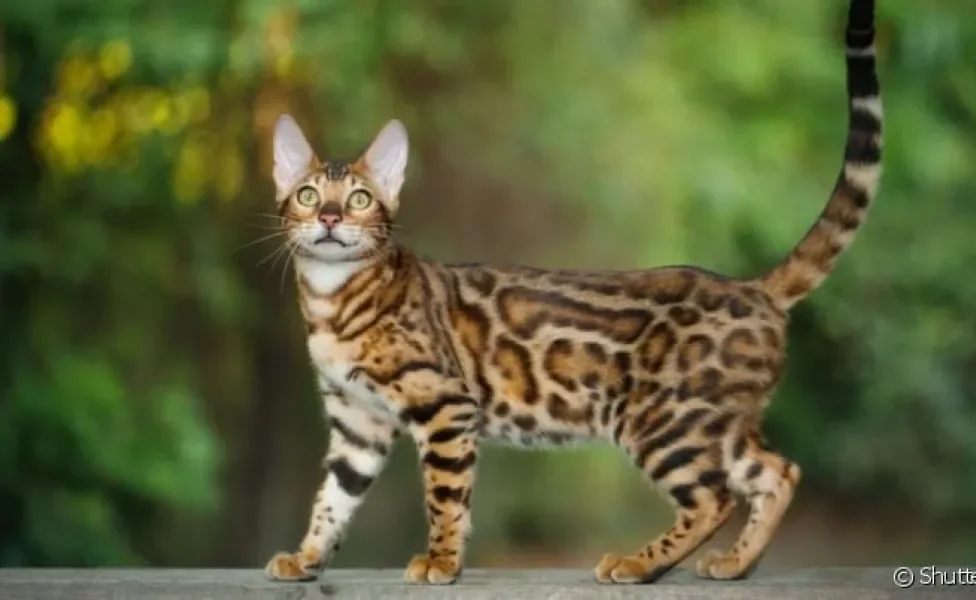 O Bengal é um gato que parece onça, mas tem um tamanho bem menor do que os grandes felinos