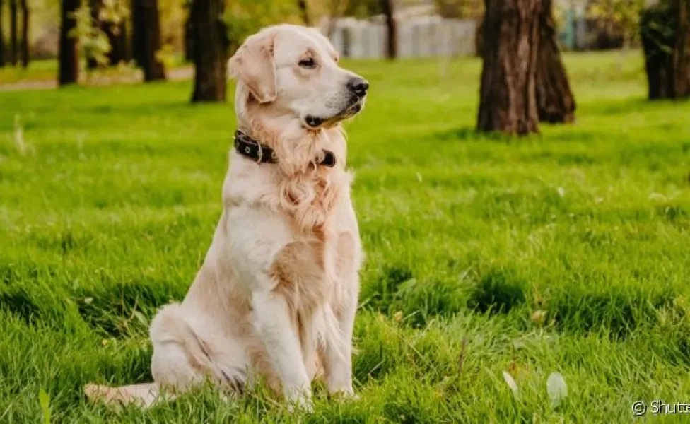 A displasia coxofemoral em cães como o Golden Retriever é bem comum