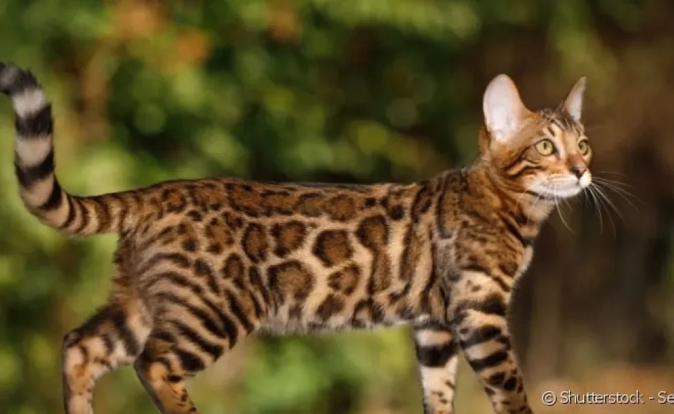Gato que parece onça: Bengal é a raça que mais se assemelha ao felino selvagem.