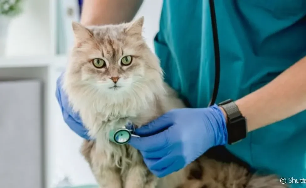 Para ir ao veterinário, gato precisa se acostumar com o processo e frequentar sempre o mesmo especialista