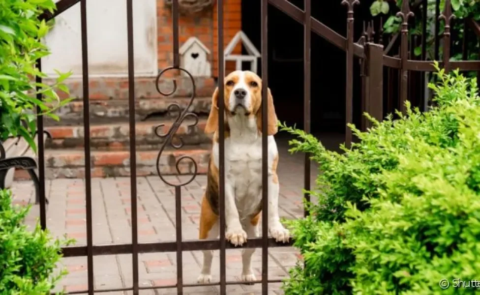 O cachorro fugindo pelo portão de casa pode ter diferentes motivações