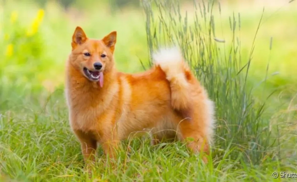 O Spitz Finlandês é um cachorro que parece uma raposa de porte médio e pelos avermelhados