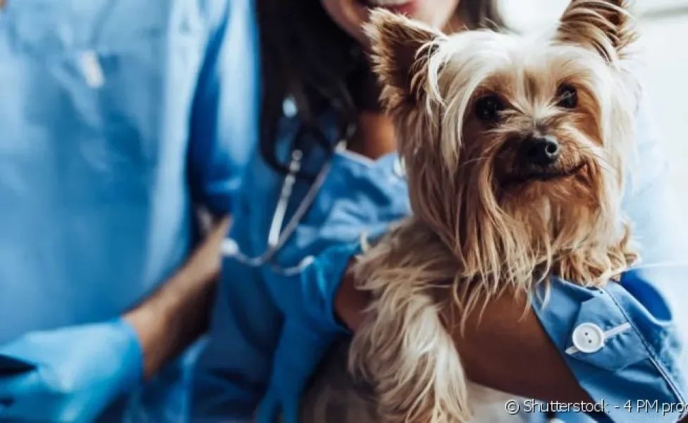 Veja a lista com 10 questões de saúde que exigem rapidez na busca por cuidados veterinários.