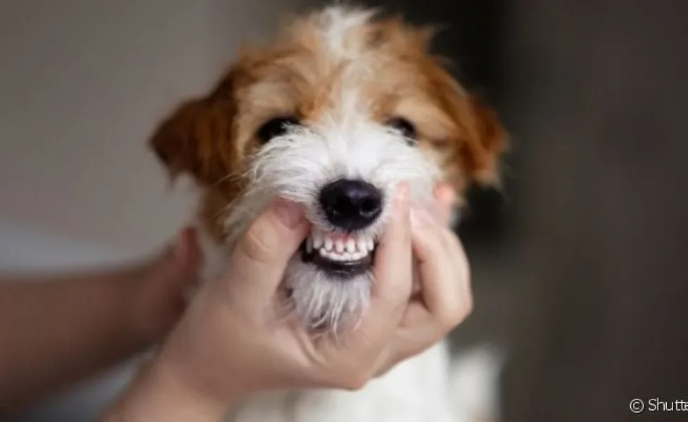  Afinal, cachorro rangendo os dentes é normal?