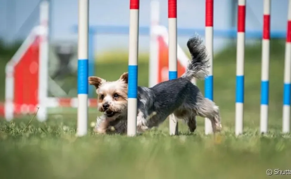  Durante a prática do agility, cachorro passa por diversas atividades que podem ajudar em casa de ansiedade.
