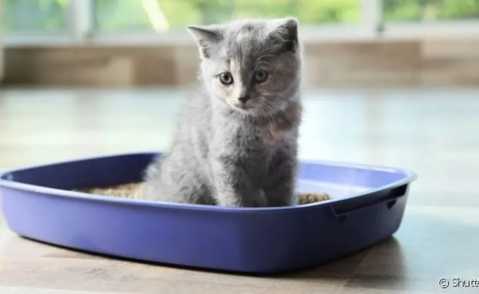 A caixa de areia para gatos - com peneira ou sem - precisa atender às necessidades do seu bichano 