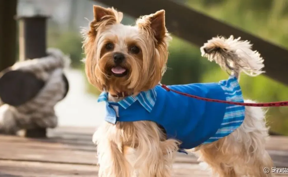  Saber como fazer roupa de cachorro permite que o seu pet esteja sempre protegido e estiloso 