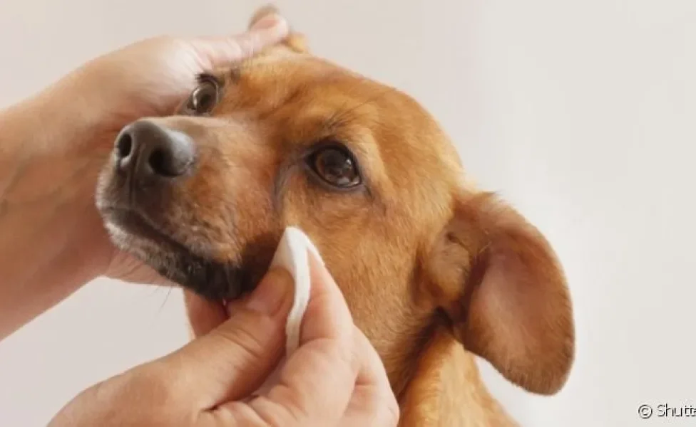  Aprender como limpar olho de cachorro é muito útil para remover secreções 