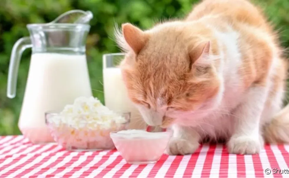 O requeijão é uma das comidas que gato pode comer ou não?