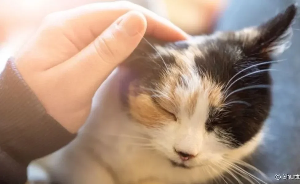  Veja o que as pesquisas dizem sobre como os gatos ajudam na ansiedade.
