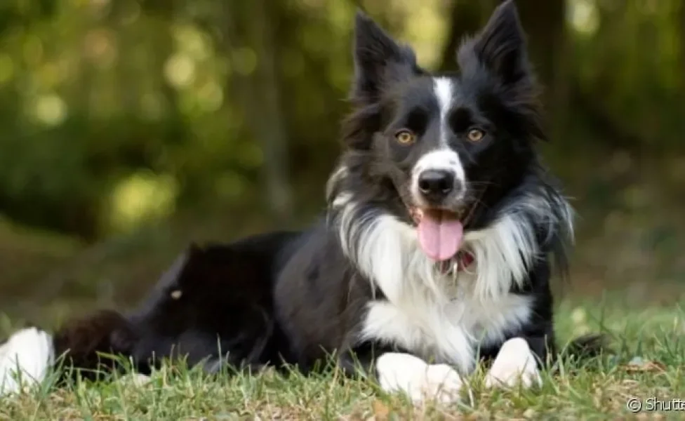 O cachorro mais inteligente do mundo é o Border Collie, que tem uma cognição surpreendente