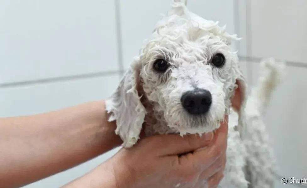 O cabelo cacheado do Poodle requer alguns cuidados na hora do banho