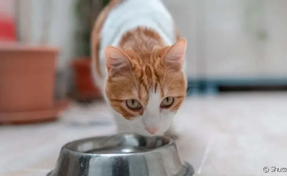  A hidratação do gato vai melhorar com algumas mudanças básicas na rotina 