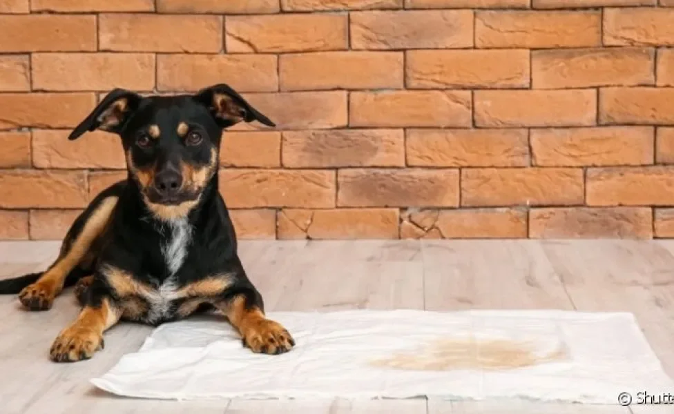 O tapete higiênico para cachorro macho pode ser tanto lavável quanto descartável 