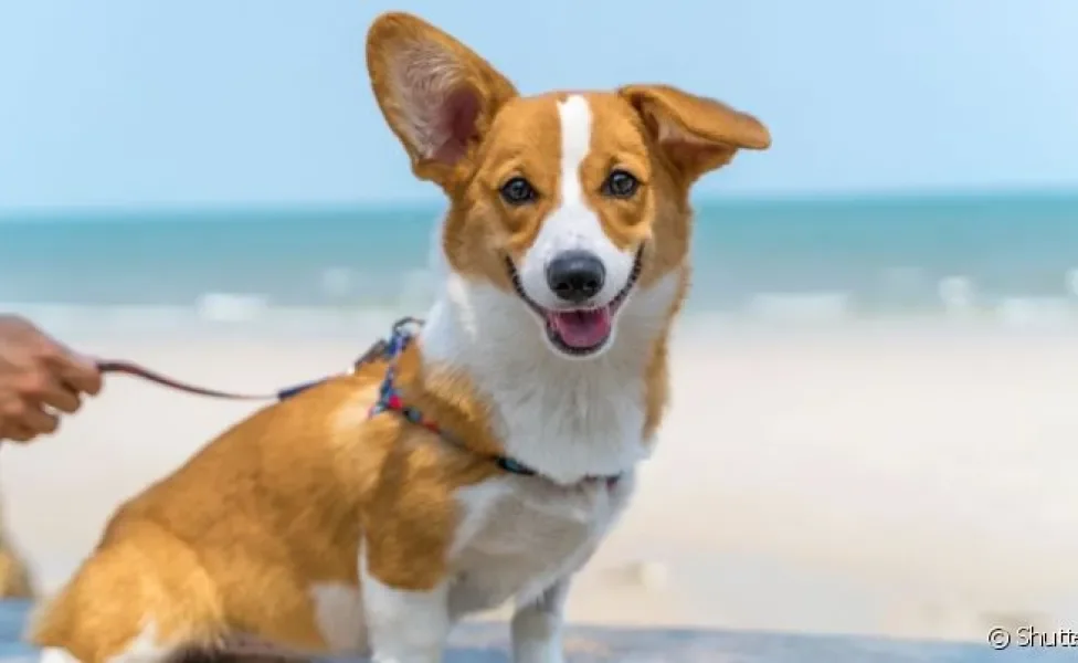 Cidades pet friendly garantem experiências únicas para cão e tutor no Brasil