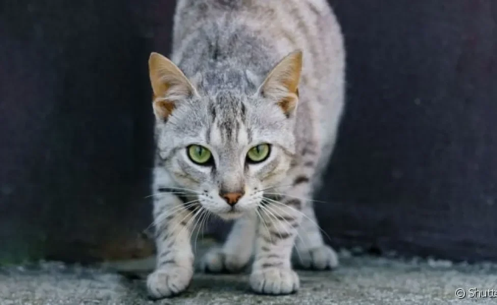  Feral é um felino que se adequa às ruas. Mas será que ele se adapta a um lar? Descubra nesta matéria.