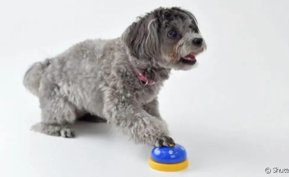  O truque dos botões de comando para cachorro está fazendo sucesso na web 