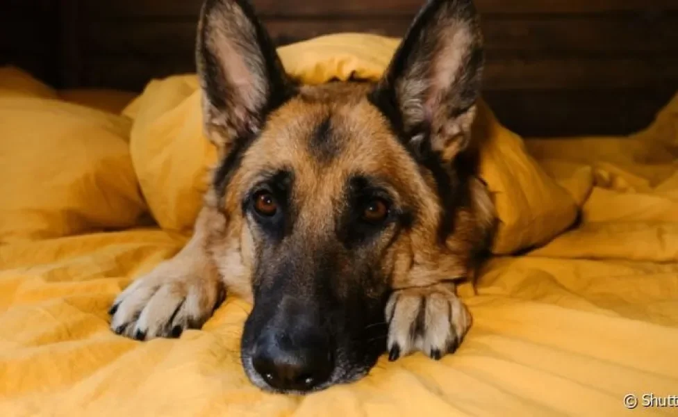A miosite em cães é uma doença autoimune que dificulta a mastigação do animal